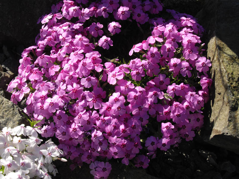Phlox subulata 'Holly' photo